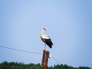 stork