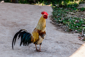 colorful rooster on nature background