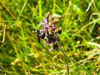three moth on the flower