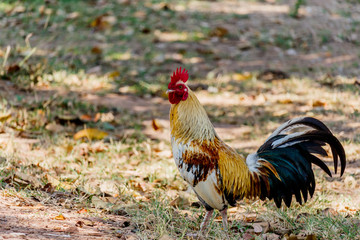 colorful rooster on nature background