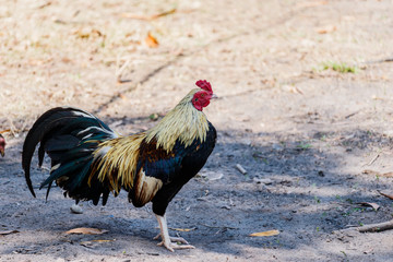 colorful rooster on nature background