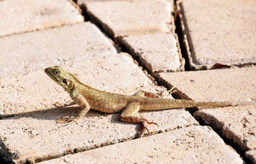 Agama agamidae