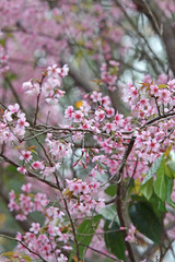  Beautiful pink Sakura flower blooming