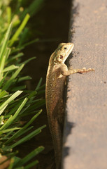 Agama agamidae