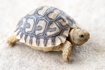 Baby Leopard Tortoise