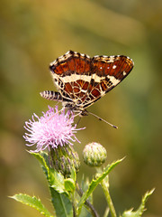 colorful butterfly resting on a thistle