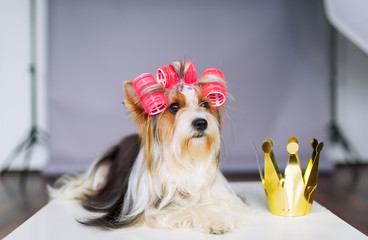 Yorkshire terrier with red bow and a crown