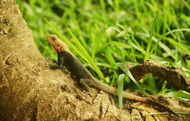 Agama agamidae