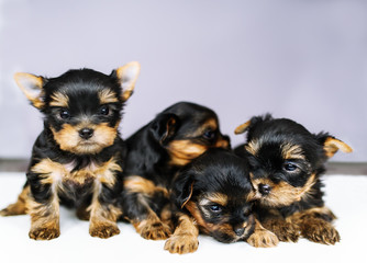 Portrait four puppies of the Yorkshire Terrier