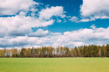 Countryside Rural Field Or Meadow Landscape With Green Grass On Foreground And Forest On Background Under Scenic Spring Blue Dramatic Sky