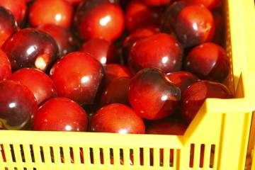 Frische Tomaten in einer gelben Plastikkiste auf einem Marktstan