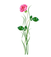 flower buds of roses isolated on white background