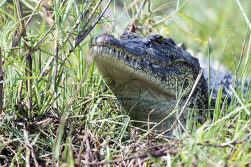 Nile Crocodile