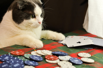 Cat playing poker