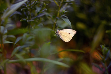 white butterfly resting on a plant