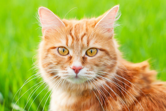 Cat in the Green Grass in Summer - Beautiful Red Cat with Yellow Eyes - Playing Cat - Pets Care Concept - Sunny Photo