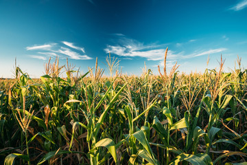 Green Maize Corn Field Plantation In Summer Agricultural Season.