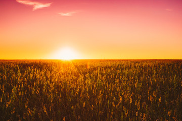 Meadow Grass In Yellow Sunlight At Later Summer Or Early Autumn 