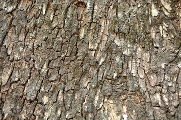 wooden texture