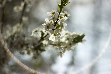 white blossoms on a spring day
