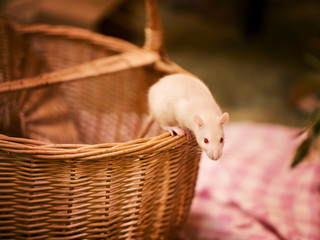 Obraz premium Rodent