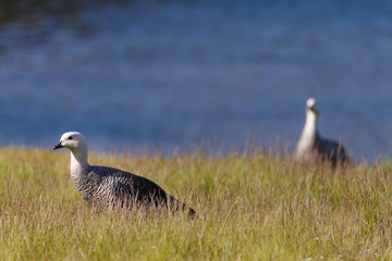 patagonian goose, birds, animals, south america, patagonia, arge