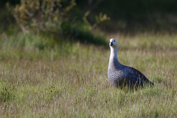 patagonian goose, birds, animals, south america, patagonia, arge