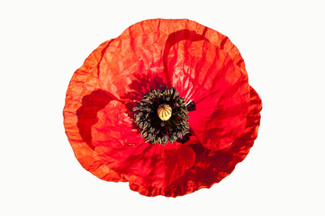 One big red poppy isolated on white background.