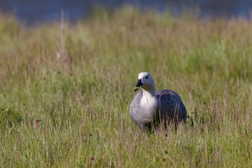 patagonian goose, birds, animals
