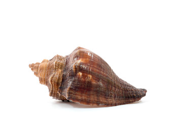 Sea shell isolate on white background