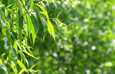 Fototapeta na wymiar Spring background with bright fresh willow leaves