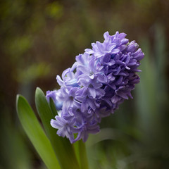 blue hyacinth blooming in the garden