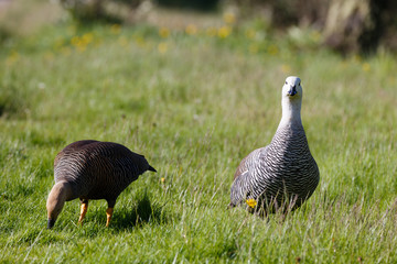 patagonian goose, birds, animals, south america, patagonia, arge