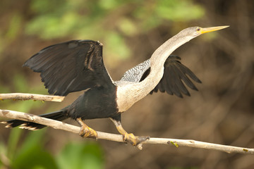 Schlangenhalsvogel