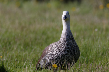 patagonian goose, birds, animals, south america, patagonia, arge