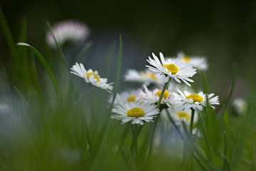 blooming daisies in a meadow