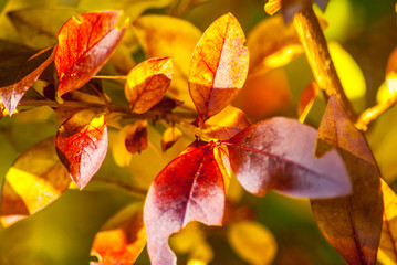 leaves