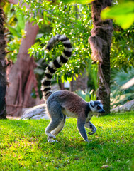 Obraz premium Ring-tailed Lemur (Lemur catta)