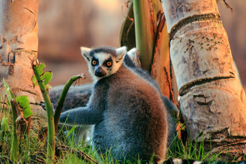 Ring-tailed Lemur (Lemur catta)