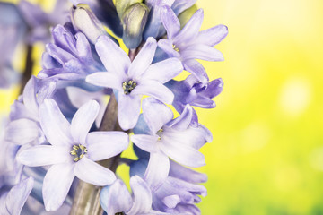 Fototapeta na wymiar Flowers - Hyacinths, Hyacinthus