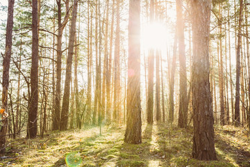 Obraz premium Sunset Or Sunrise In Coniferous Forest Landscape. Sun Sunshine W