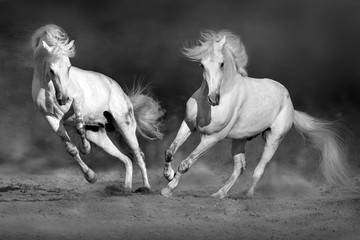 Cople horse in motion in desert  against dramatic dark background. Black and white picture