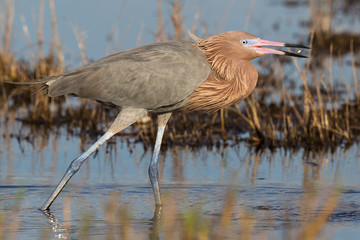 Reddish Egret Behavior at Merritt Island National Wildlife Refuge