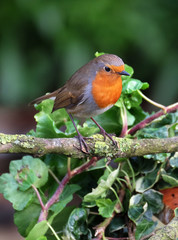 The European robin, known simply as the robin or robin redbreast in the British Isles, is a small insectivorous passerine bird, specifically a chat.