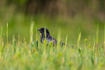 Carrion Crow (Corvus corone) standing in meadow