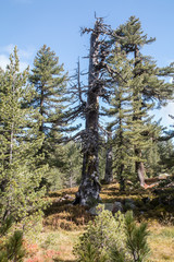Hrid Lake, Plav, Balkan Mountains, Montenegro, Europe