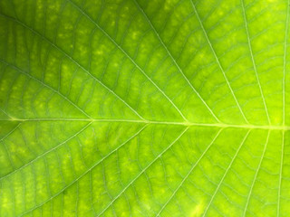 Plakat green leaf surface closed up for texture background