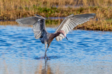 Reddish Egret Behavior at Merritt Island National Wildlife Refuge