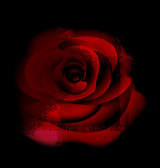red abstract rose