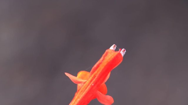 Red Scarlet Sage Flowers Shaking in The Wind